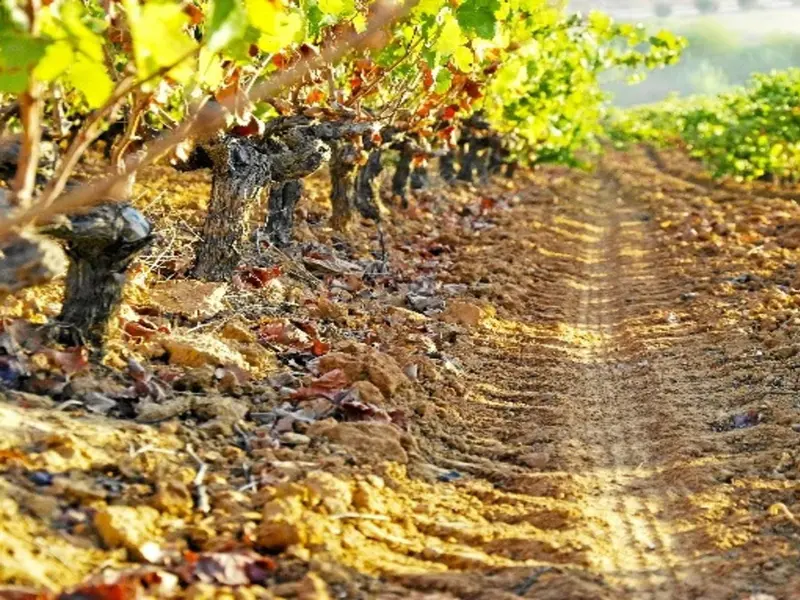 El viñedo tradicional de secano de Doñana se erige como modelo sostenible