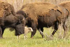 Nace una cría de bisonte blanco en Iowa, un símbolo de conservación y esperanza