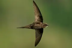 El vencejo común establece un récord al volar 10 meses sin posarse
