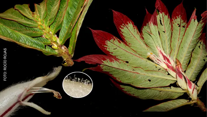 Nuevas especies de plantas endémicas descubiertas en la selva central de Perú