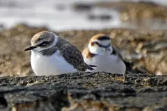 Estudio revela la migración del chorlitejo patinegro gracias a tecnología GPS