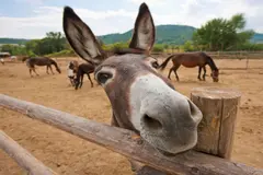 Crisis del burro: explotación y abandono en el Día Mundial del Burro 2026