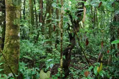 Ecuador lanza fondo innovador para la conservación del Biocorredor Amazónico