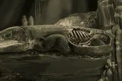 Hallazgo de sistema respiratorio antiguo redefine la evolución de vertebrados terrestres