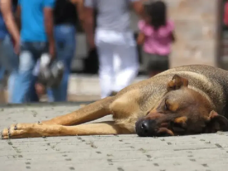 Polémica internacional por presuntos abusos a perros callejeros en Marruecos