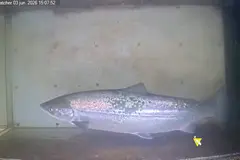Nueva IA para monitorear salmones y especies acuáticas en el Bidasoa