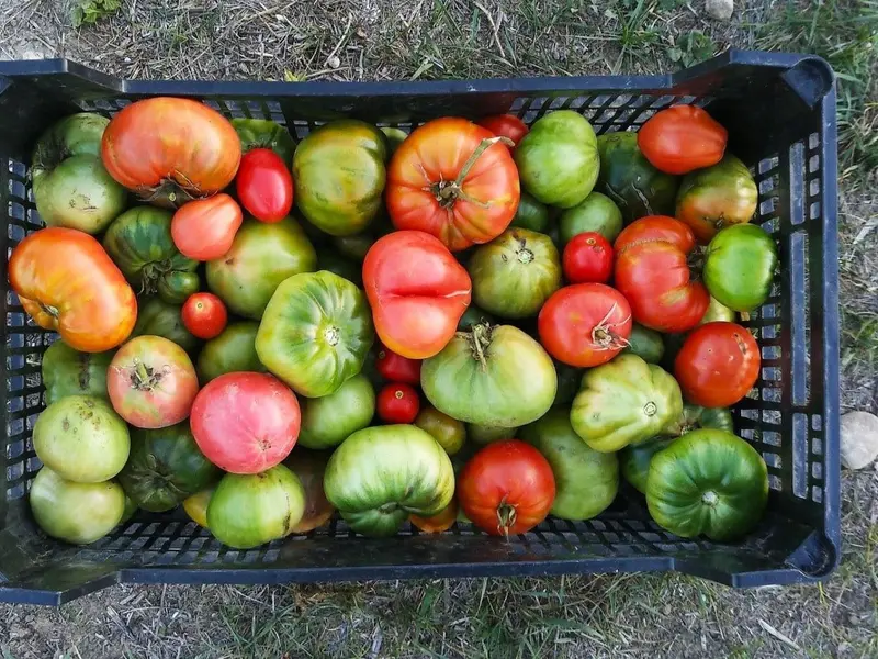 Los alimentos ecológicos en Catalunya: consolidación y desafíos en el consumo