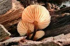 Hongos: clave en la degradación de madera y el reciclaje de carbono en ecosistemas