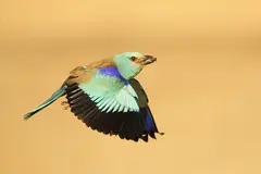La carraca europea en peligro: rastreo GPS de 40 aves en España
