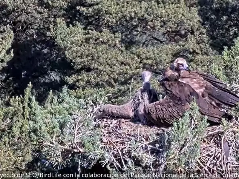 El buitre negro de Guadarrama se prepara para su primer vuelo tras ser anillado