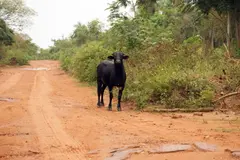 Lula enfrenta demanda por proyecto de carretera en la Amazonía por amenaza de deforestación