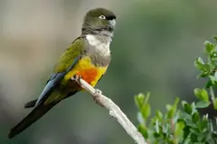 El loro tricahue anida de nuevo en el Parque Nacional Río Clarillo tras 15 años