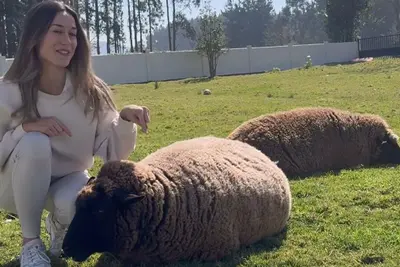 Las ovejas de Oleiros se vuelven virales en televisión chilena