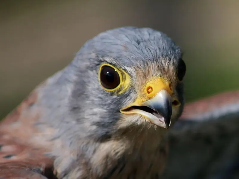 Almodóvar del Campo: Iglesias como refugios para el cernícalo primilla