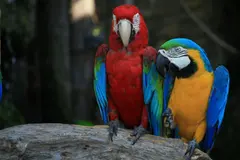 Día Mundial del Loro 2026: un llamado a la protección de estas aves inteligentes