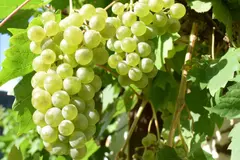 Bodegas Robles recibe el Premio San Isidro por su enfoque en viticultura ecológica