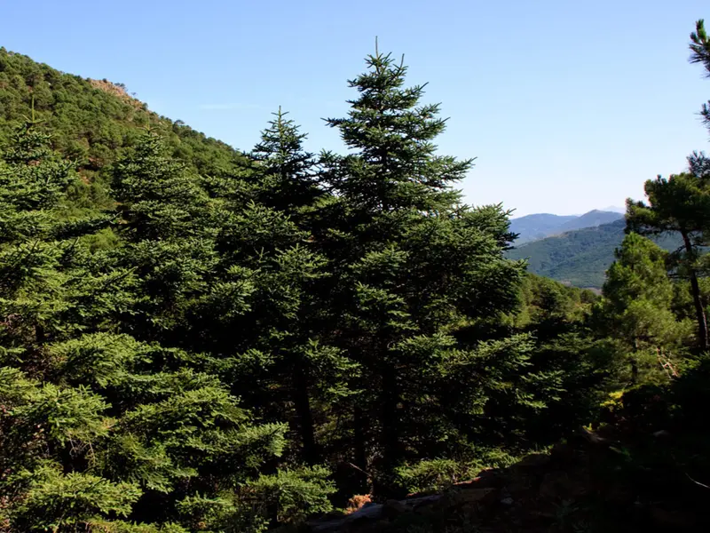 Andalucía impulsa la conservación del pinsapo ante el cambio climático