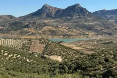 El Proyecto Soli O-Live mejora la calidad del aceite a través de la salud del suelo del olivar