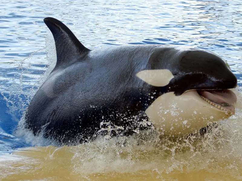 Animalistas piden al Gobierno que impida el traslado de orcas a Tenerife