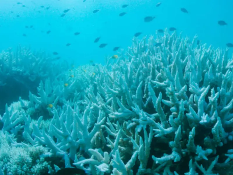 El colapso milenario de corales en Galápagos alerta sobre futuros riesgos oceánicos