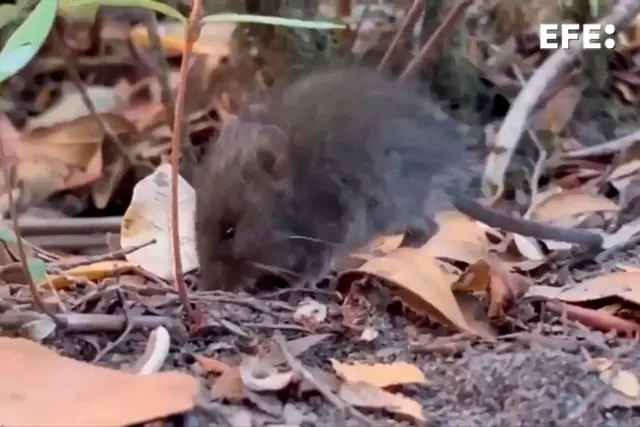 Colilargo, el ratón que transmite el hantavirus en Chile y Argentina