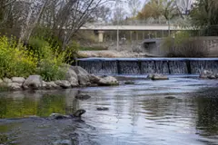La nutria regresa al río Manzanares tras más de 50 años de ausencia