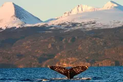 Los volcanes andinos, clave en la evolución de las ballenas gigantes