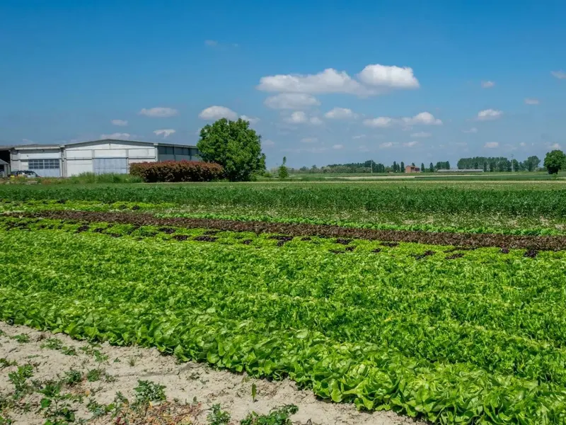 Avances en fermentación de residuos agrícolas: biocombustibles y materiales sostenibles