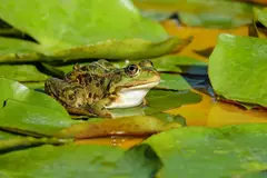 Nuevo método para estimar la edad de anfibios mejora su conservación