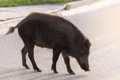 Accidentes de tráfico por jabalíes en Sada y Oleiros generan preocupación
