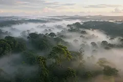 Vida microbiana en niebla amazónica: hallazgos cruciales desde 325 metros de altura
