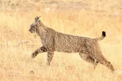 Aumento histórico del lince ibérico, pero también de atropellos