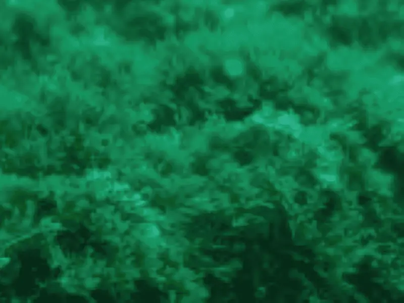 Andalucía declara emergencia por invasión del alga asiática Rugulopterix okamurae