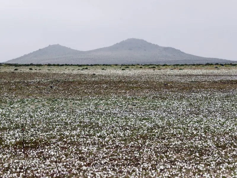 El fenómeno de El Niño se reactiva: posibles impactos en 2026