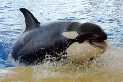 Animalistas piden al Gobierno que impida el traslado de orcas a Tenerife