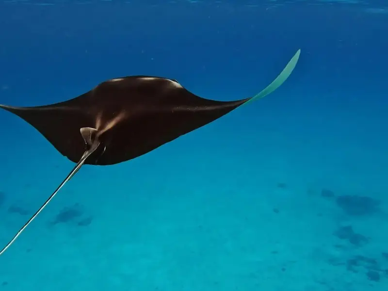Las rayas del Mediterráneo balear muestran señal de recuperación histórica