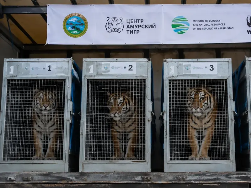 Kazajistán reintroduce tigres de Amur tras 70 años de extinción en la región