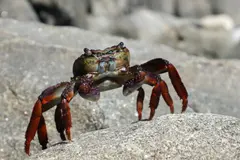 Preocupación por la invasión del cangrejo rojo en Castilla y León