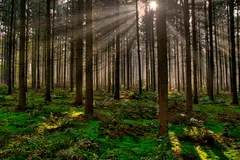 La bioeconomía forestal, clave para combatir la despoblación en Castilla-La Mancha