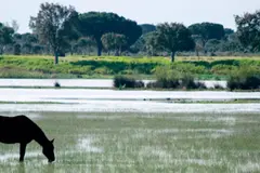 Jiménez aboga por una transición ecológica justa en Huelva y la protección de Doñana