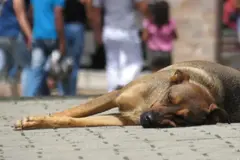 Polémica internacional por presuntos abusos a perros callejeros en Marruecos