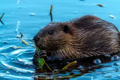 Aparecen castores europeos en el río Tajo, sorprendiendo a los biólogos