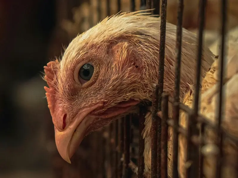 Controversia por macrogranja de gallinas en Cuenca: impactos en salud y medio ambiente