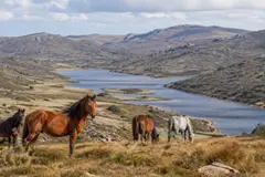 Kosciuszko: la recuperación de ecosistemas tras la reducción de caballos salvajes
