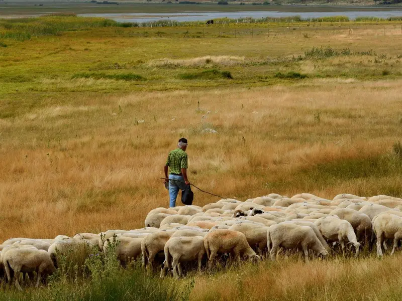 La trashumancia, clave en la conservación de la biodiversidad rural en España