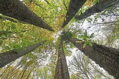 La industria de la madera, clave en la transición ecológica y la economía circular