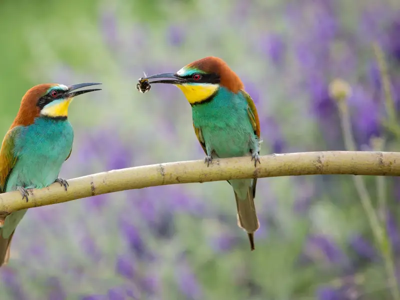 El abejaruco europeo, un aliado contra la avispa asiática en España