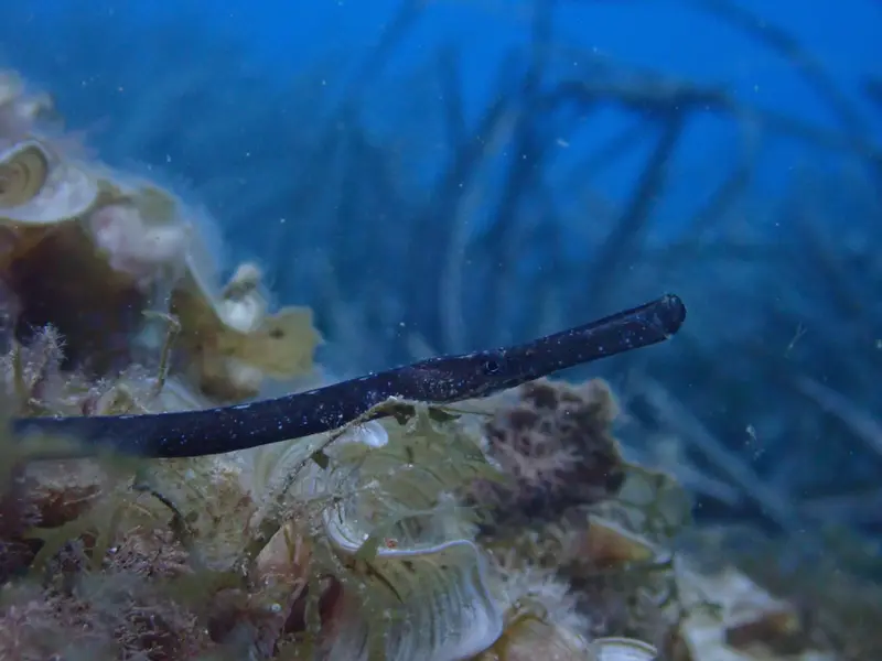 Liberan 55 peces pipa en Baleares como parte de un proyecto de conservación