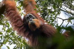 Amenazas a orangután de Tapanuli en su hábitat de Sumatra por agricultura y tala
