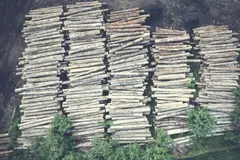 La deforestación en Brasil cae un 40% y marca un mínimo histórico en 2025